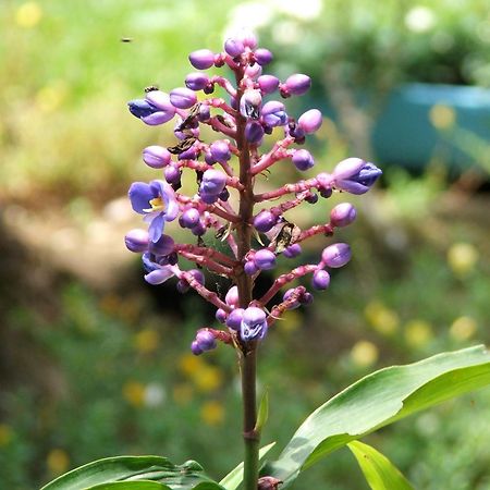 Pousada Cauca 호텔 Ilha Grande  외부 사진