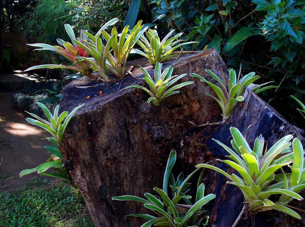 Pousada Cauca 호텔 Ilha Grande  외부 사진