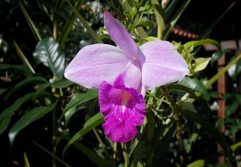 Pousada Cauca 호텔 Ilha Grande  외부 사진