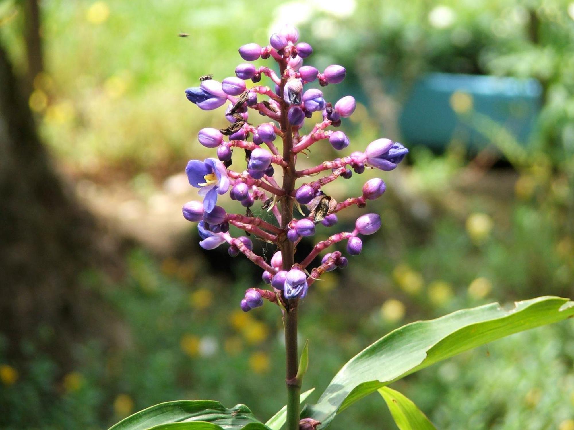 Pousada Cauca 호텔 Ilha Grande  외부 사진