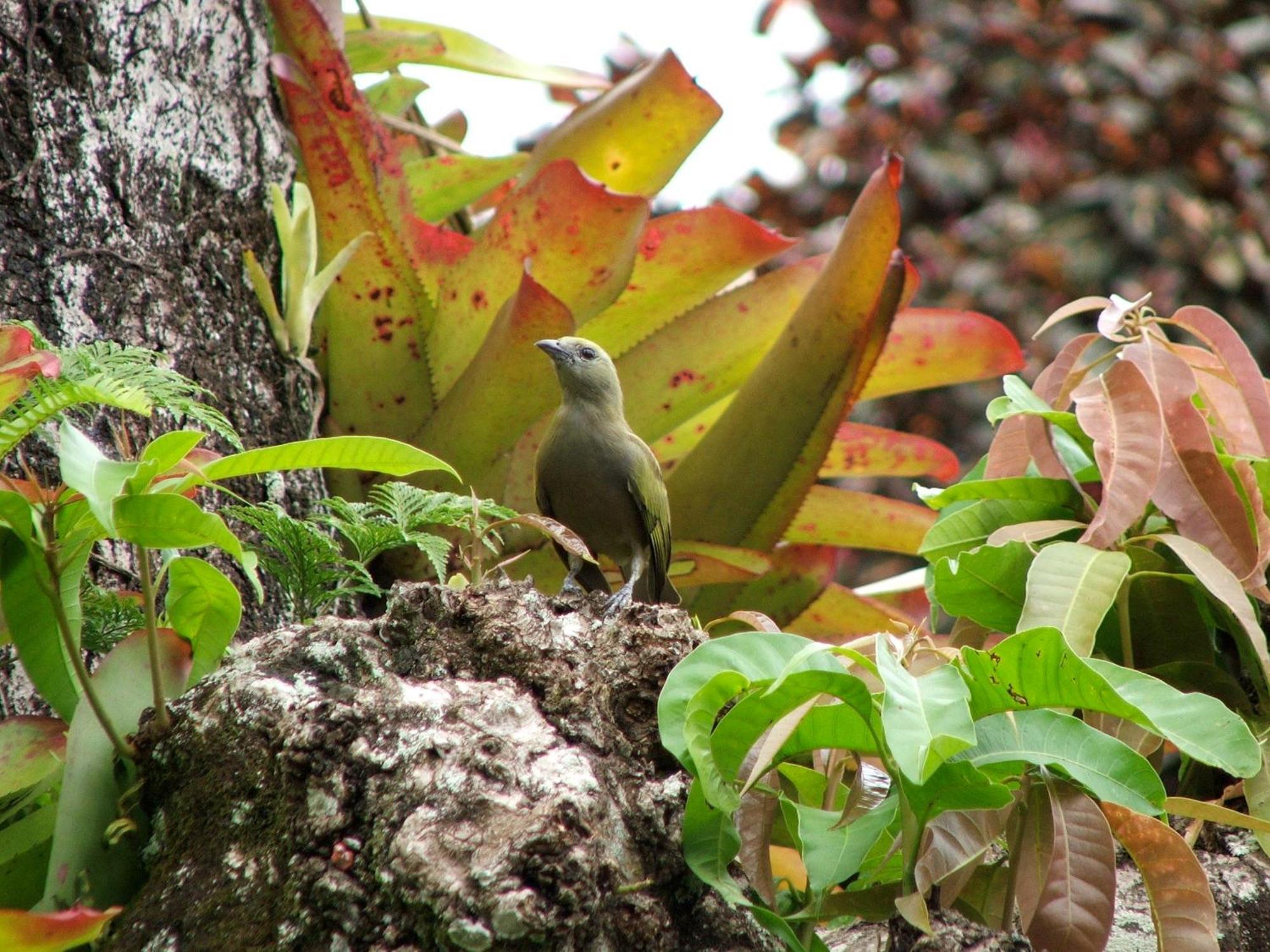 Pousada Cauca 호텔 Ilha Grande  외부 사진